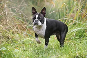 260221: Boston Terrier dog outdoors