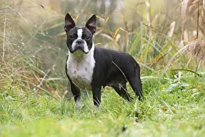 260221: Boston Terrier dog outdoors