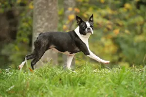 260221: Boston Terrier dog outdoors