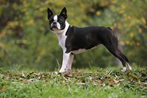 260221: Boston Terrier dog outdoors