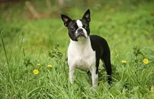 260221: Boston Terrier dog outdoors