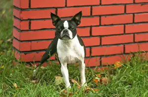 260221: Boston Terrier dog outdoors