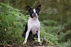 260221: Boston Terrier dog outdoors