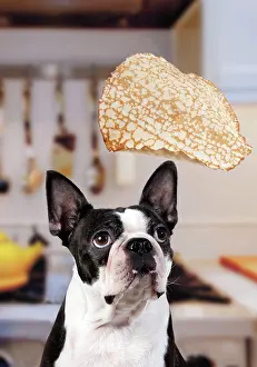 Kitchens: Boston Terrier Dog - with pancake being flipped