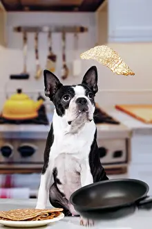 Quirky: Boston Terrier Dog - with pancake being flipped