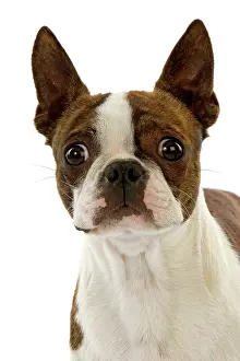 3000517: Boston Terrier Dog, Portrait of Adult against W