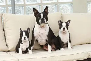 260221: Boston Terrier dog and puppies indoors