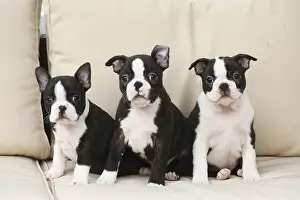 260221: Boston Terrier dog and puppies indoors