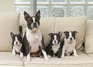 260221: Boston Terrier dog and puppies indoors