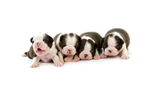 Backg: Boston Terrier Dog, Puppies against White Backg