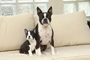 260221: Boston Terrier dog and puppy indoors