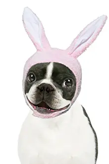 Fancy: Boston Terrier Dog, smiling, happy, mouth open wearing