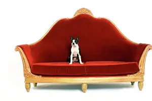 Sofas: Boston Terrier Dog - on sofa
