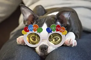 140319: Boston Terrier Dog wearing Happy Birthday glasses