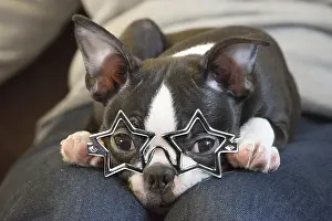 140319: Boston Terrier Dog wearing star glasses