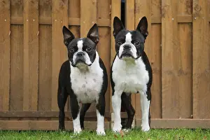 260221: Boston Terrier dogs outdoors