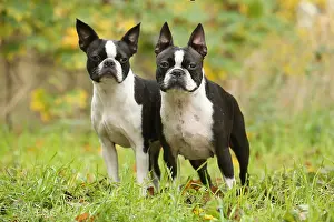 260221: Boston Terrier dogs outdoors