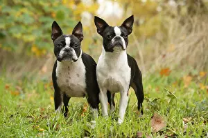 260221: Boston Terrier dogs outdoors