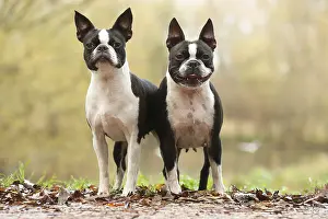 260221: Boston Terrier dogs outdoors