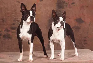 Utility: BOSTON TERRIER DOGS - X 2