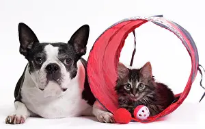 Tunnels: Boston Terrier & Domestic Cat Kitten with toy tunnel
