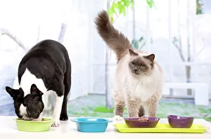 Dinner: Boston Terrier - eating dinner with Birman Cat