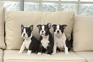 260221: Boston Terrier puppies indoors
