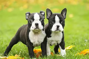 260221: Boston Terrier puppies outdoors