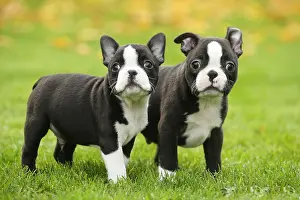 260221: Boston Terrier puppies outdoors