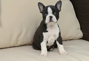 260221: Boston Terrier puppy indoors