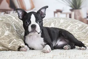 130219: Boston Terrier puppy indoors