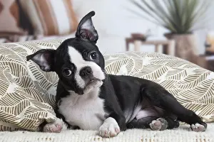 Cocked: Boston Terrier puppy indoors