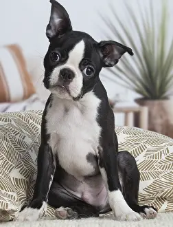 Cocked: Boston Terrier puppy indoors