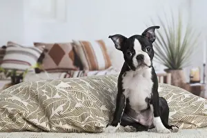 130219: Boston Terrier puppy indoors