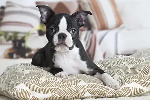 130219: Boston Terrier puppy indoors