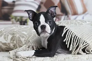 130219: Boston Terrier puppy indoors