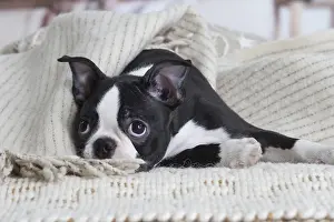 130219: Boston Terrier puppy indoors