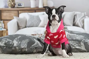 130219: Boston Terrier puppy indoors