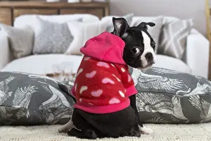 130219: Boston Terrier puppy indoors