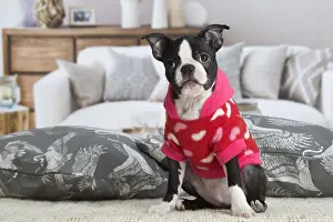 130219: Boston Terrier puppy indoors
