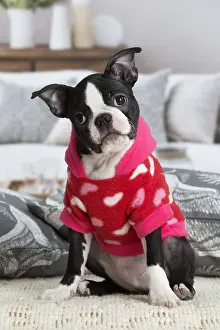 130219: Boston Terrier puppy indoors