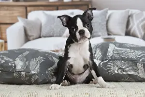 130219: Boston Terrier puppy indoors