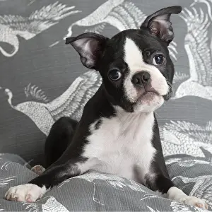 130219: Boston Terrier puppy indoors
