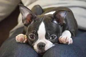 130219: Boston Terrier puppy indoors