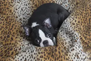 130219: Boston Terrier puppy indoors