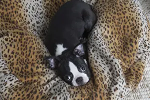 130219: Boston Terrier puppy indoors