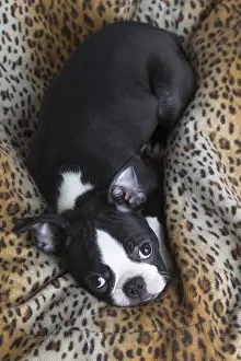 130219: Boston Terrier puppy indoors