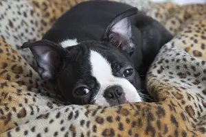 130219: Boston Terrier puppy indoors