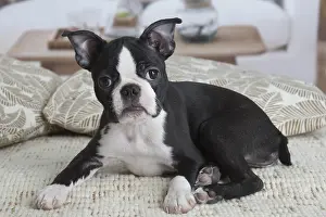 130219: Boston Terrier puppy indoors
