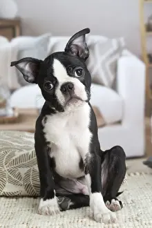 130219: Boston Terrier puppy indoors